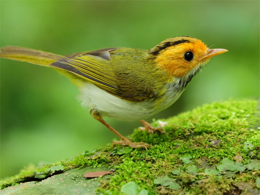 Birds Slide Puzzle